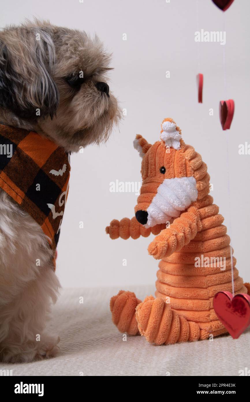 foto di un cane che gioca con un giocattolo contro il muro Foto Stock