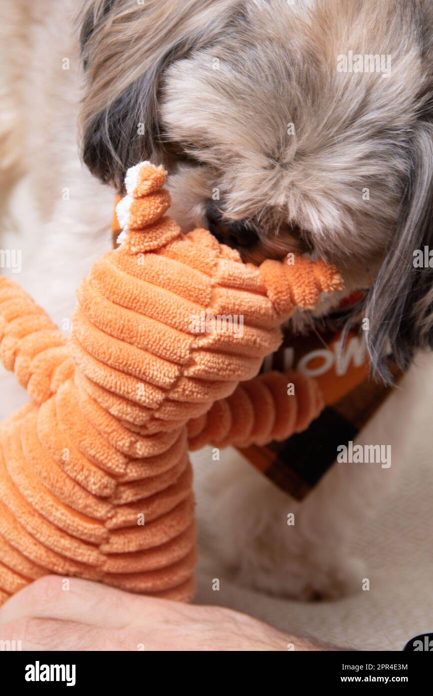 Foto ravvicinata di un cane e di un giocattolo Foto Stock