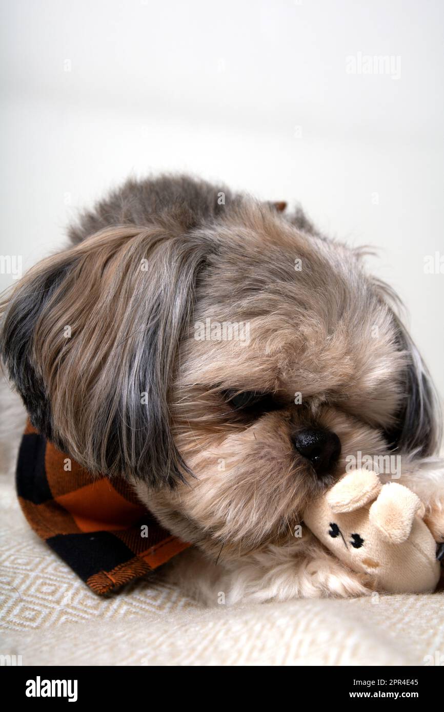 foto di un cane sdraiato con un giocattolo da vicino Foto Stock