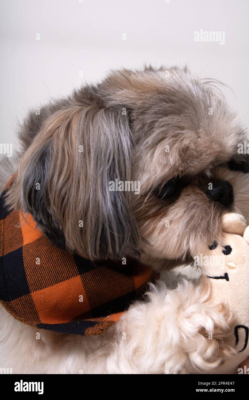 Foto Shih Tzu cane che tiene un giocattolo nei suoi denti Foto Stock