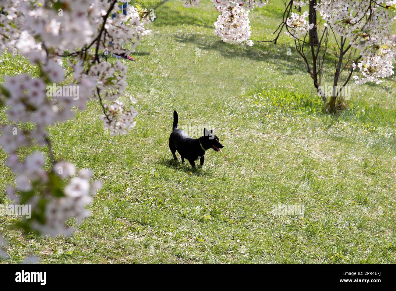 foto di un piccolo cane che scorre attraverso l'erba verde Foto Stock