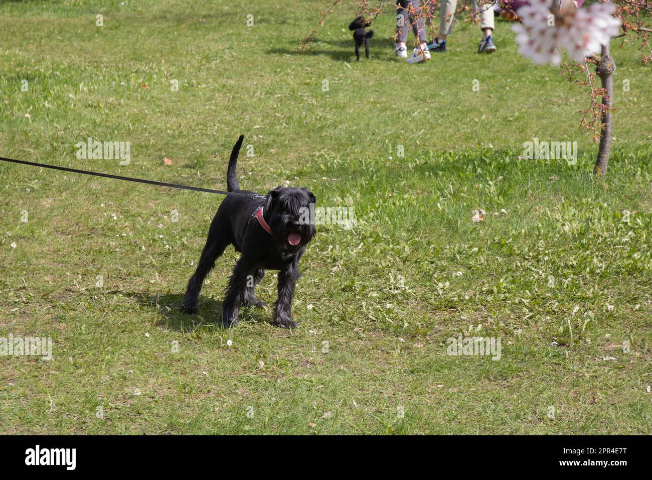 foto di un cane su un guinzaglio che scorre attraverso l'erba e guarda la fotocamera Foto Stock