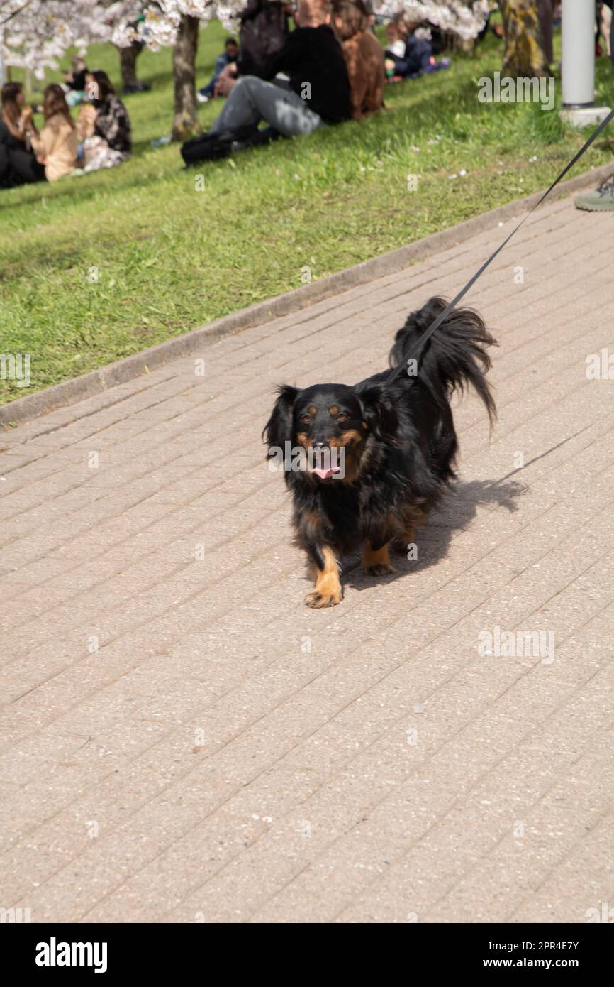 foto di un cane al guinzaglio durante il giorno Foto Stock