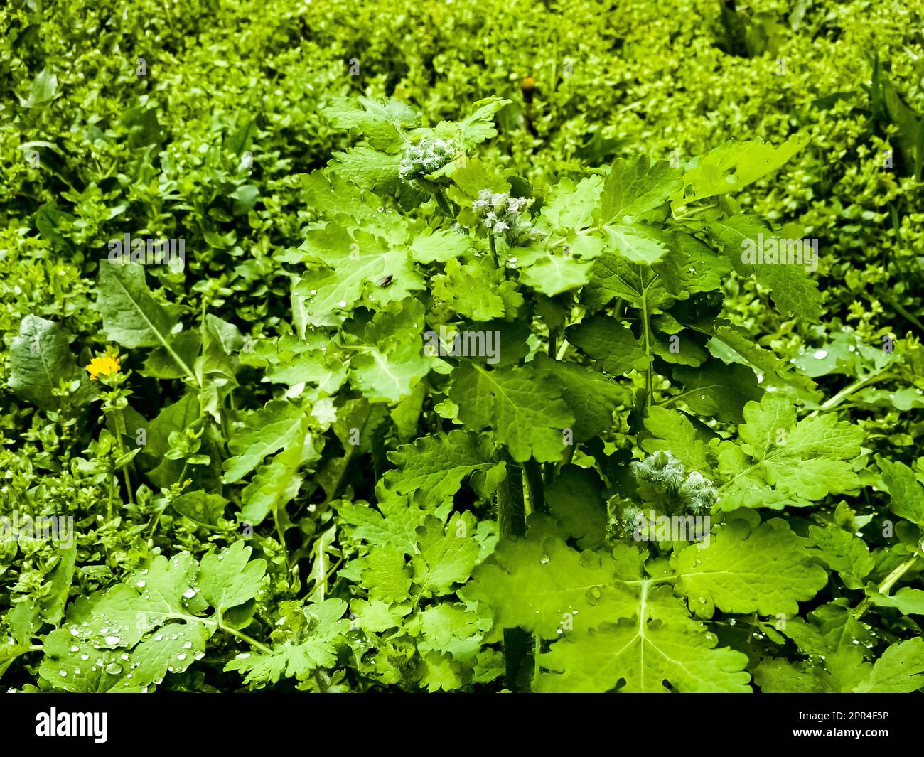 I germogli di celandina verde sono ricoperti di gocce di rugiada al mattino. Il nome latino della pianta è Chelidonium L. il concetto di medicina tradizionale Foto Stock