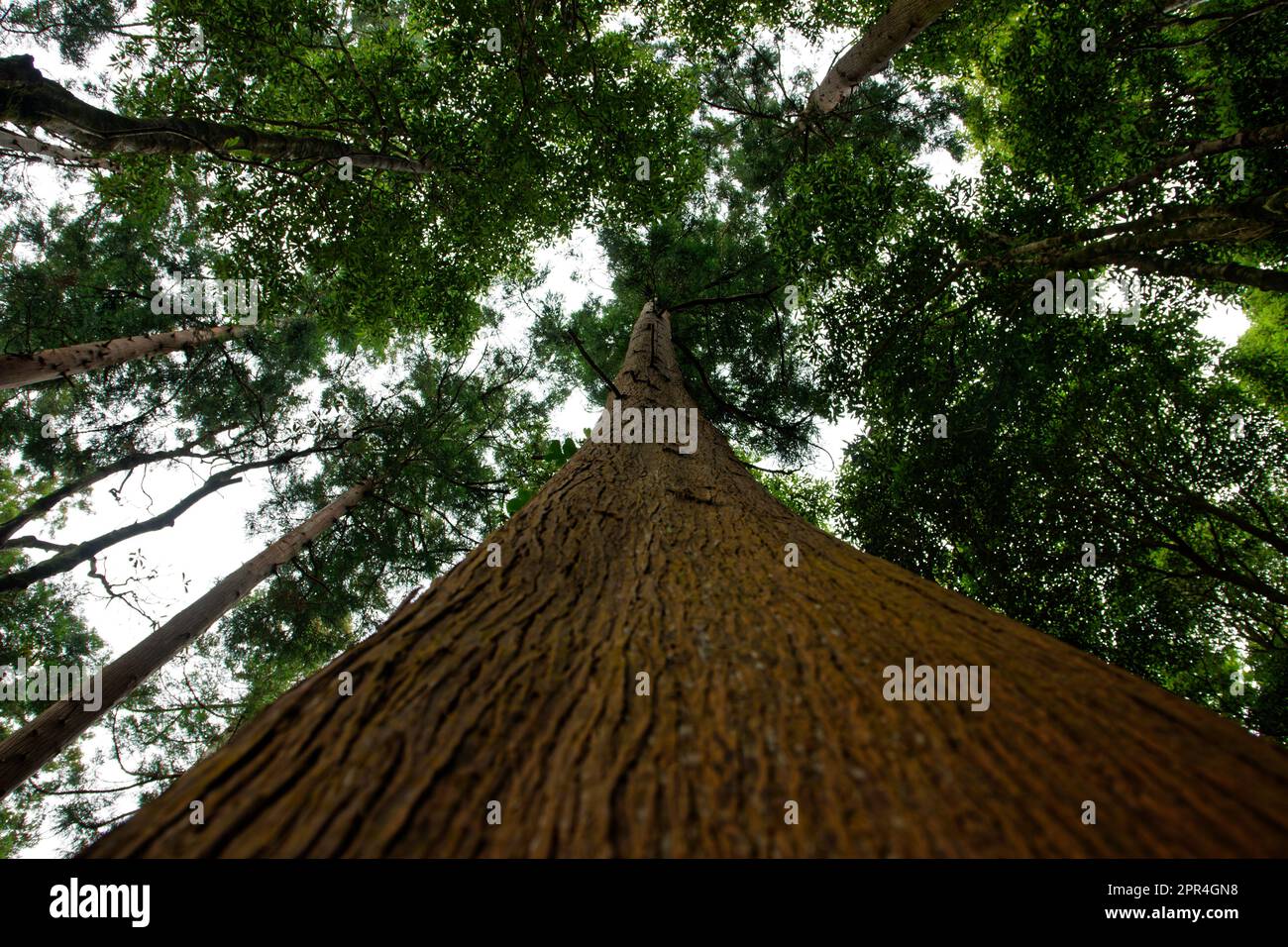 La corteccia di un albero alto sull'isola di Flores, Azzorre, Portogallo Foto Stock