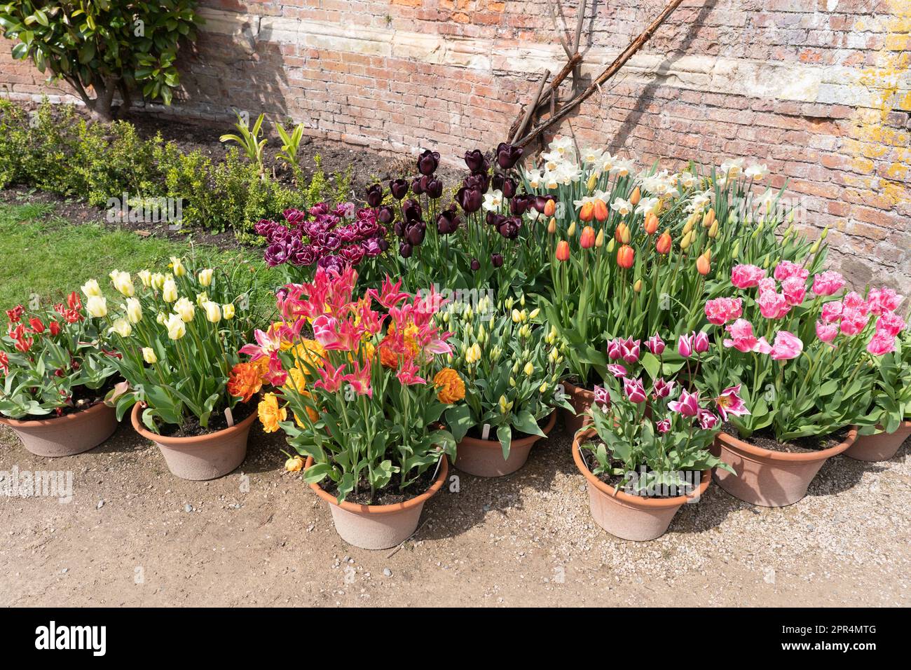 Fiori colorati fioriscono in vasi di fiori sulla terrazza dell'Orangerie nel Giardino barocco del Castello di Powis. Powis, Galles Foto Stock