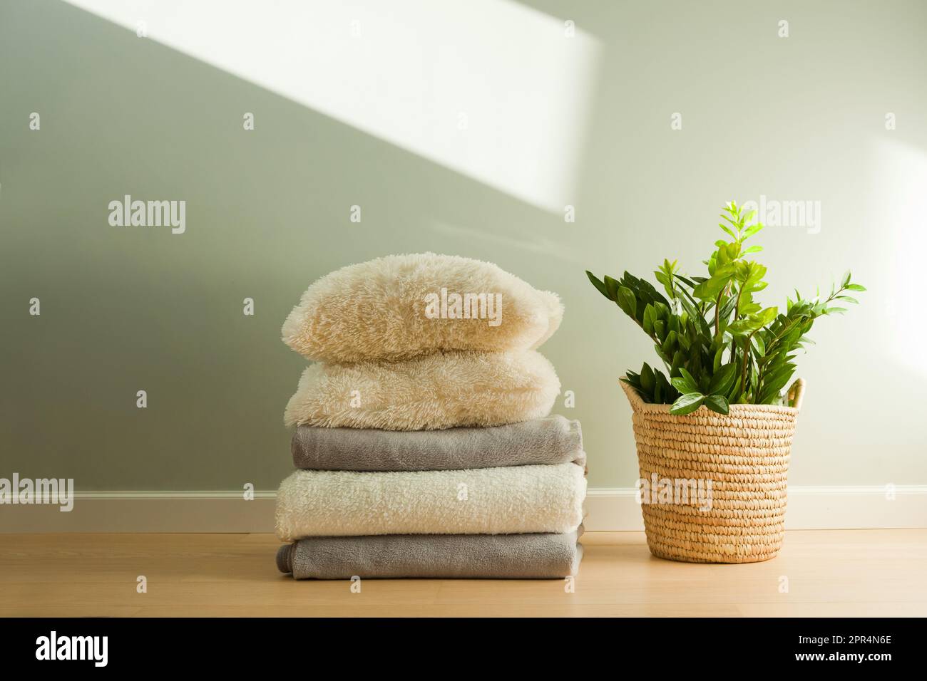 zamioculcas impianto domestico con luce solare. Zamioculcas- Zanzibar gemma, Zuzu impianto a soleggiato appartamento camera Foto Stock