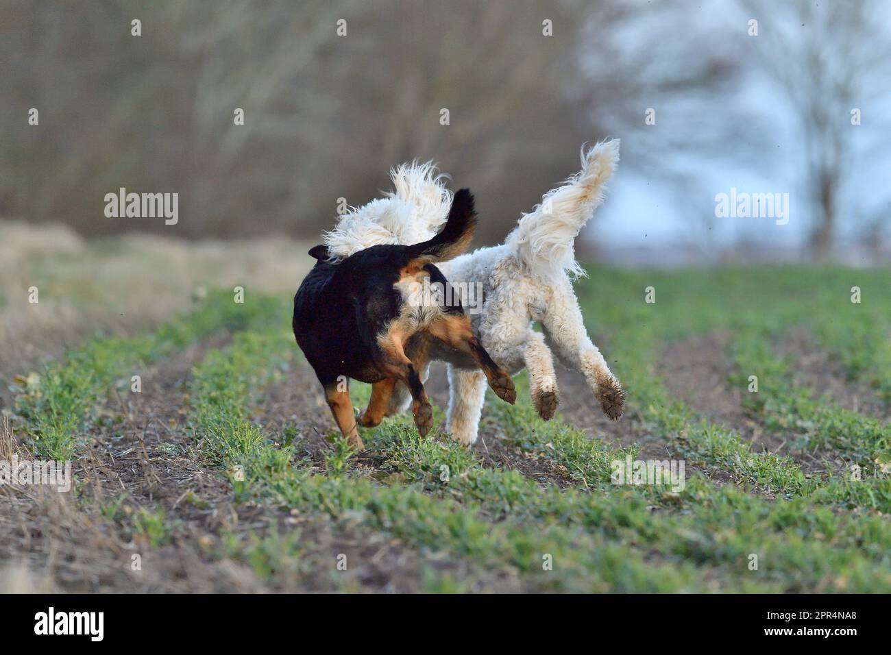 Cani che giocano dopo essere stati lasciati fuori le loro derivazioni in un campo arabile, Berwickshire, Scozia. Foto Stock