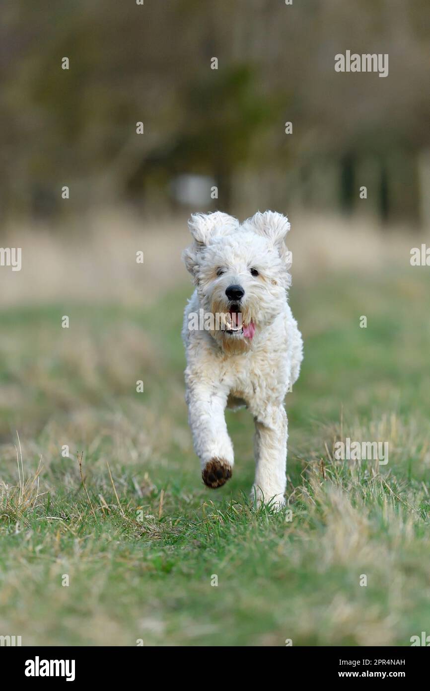 Golden Doodle (Golden Retriever x Standard Poodle), off-lead in corsa verso il fotografo, Berwickshire, Scozia Foto Stock