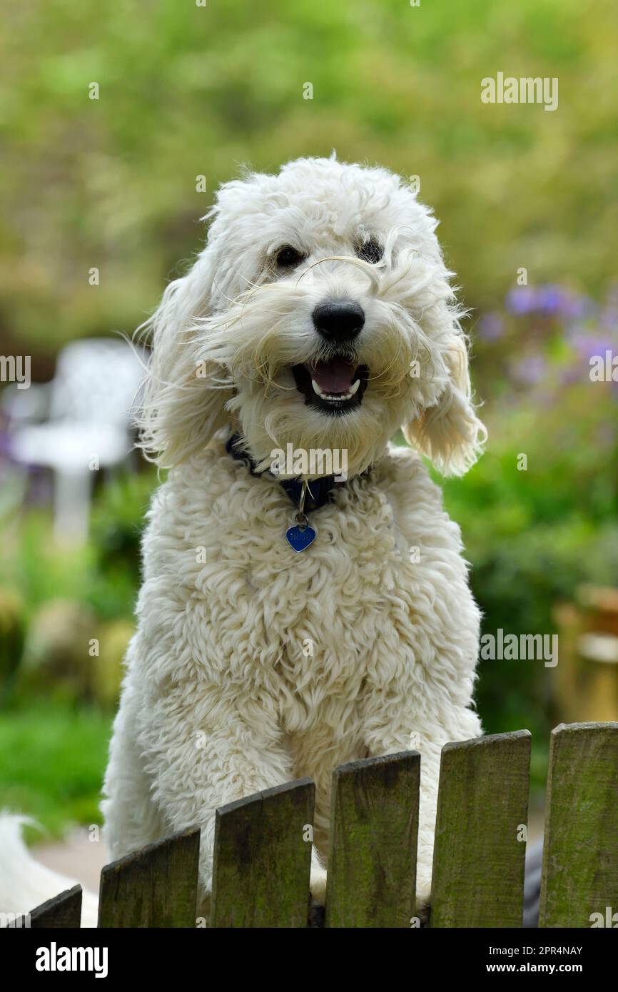 Golden Doodle (Golden Retiever x Standard Poodle), guardando oltre il cancello del giardino per il proprietario. Berwickshire, Scozia Foto Stock