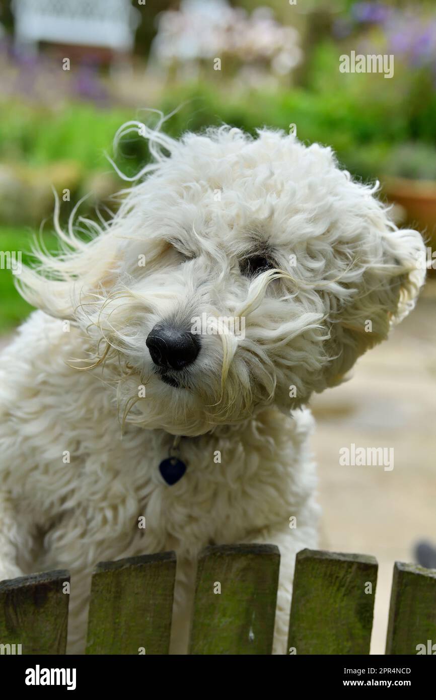 Golden Doodle (Golden Retiever x Standard Poodle), guardando oltre il cancello del giardino per il proprietario. Berwickshire, Scozia Foto Stock