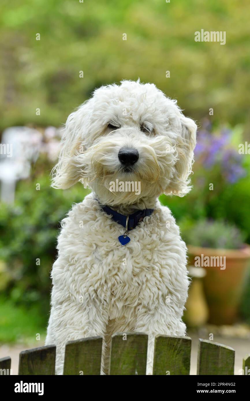 Golden Doodle (Golden Retiever x Standard Poodle), guardando oltre il cancello del giardino per il proprietario. Berwickshire, Scozia Foto Stock