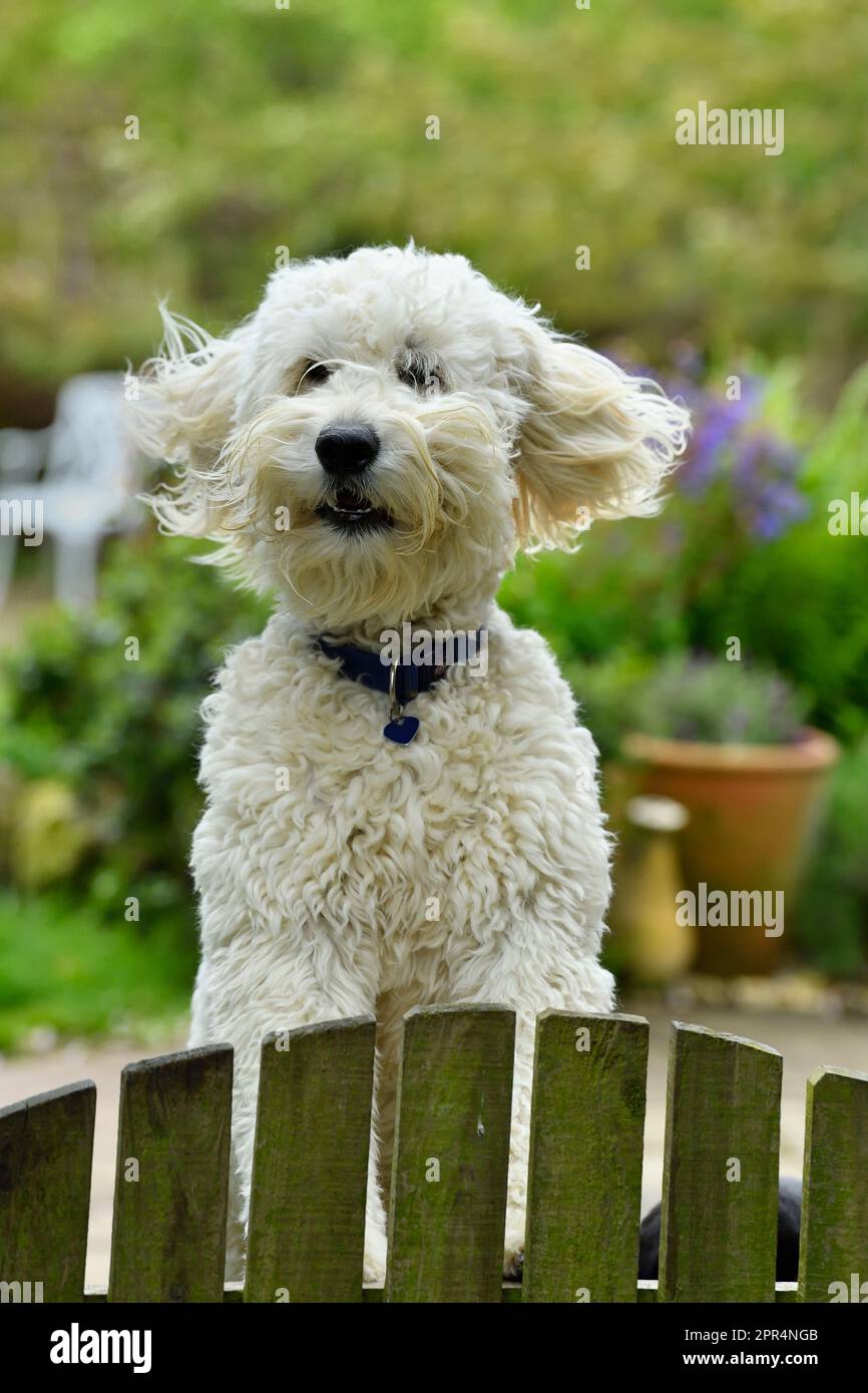Golden Doodle (Golden Retiever x Standard Poodle), guardando oltre il cancello del giardino per il proprietario. Berwickshire, Scozia Foto Stock