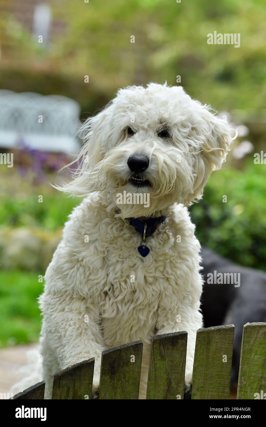 Golden Doodle (Golden Retiever x Standard Poodle), guardando oltre il cancello del giardino per il proprietario. Berwickshire, Scozia Foto Stock