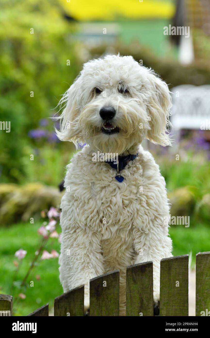 Golden Doodle (Golden Retiever x Standard Poodle), guardando oltre il cancello del giardino per il proprietario. Berwickshire, Scozia Foto Stock