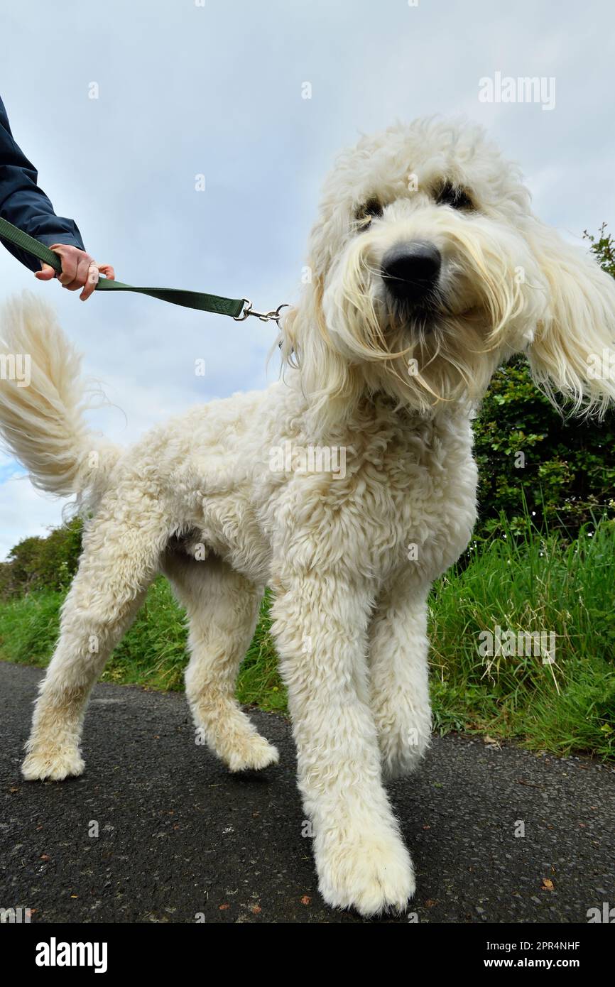 Golden Doodle (Golden Retiever x Standard Poodle), a piedi sul piombo; Berwickshire, Scozia Foto Stock