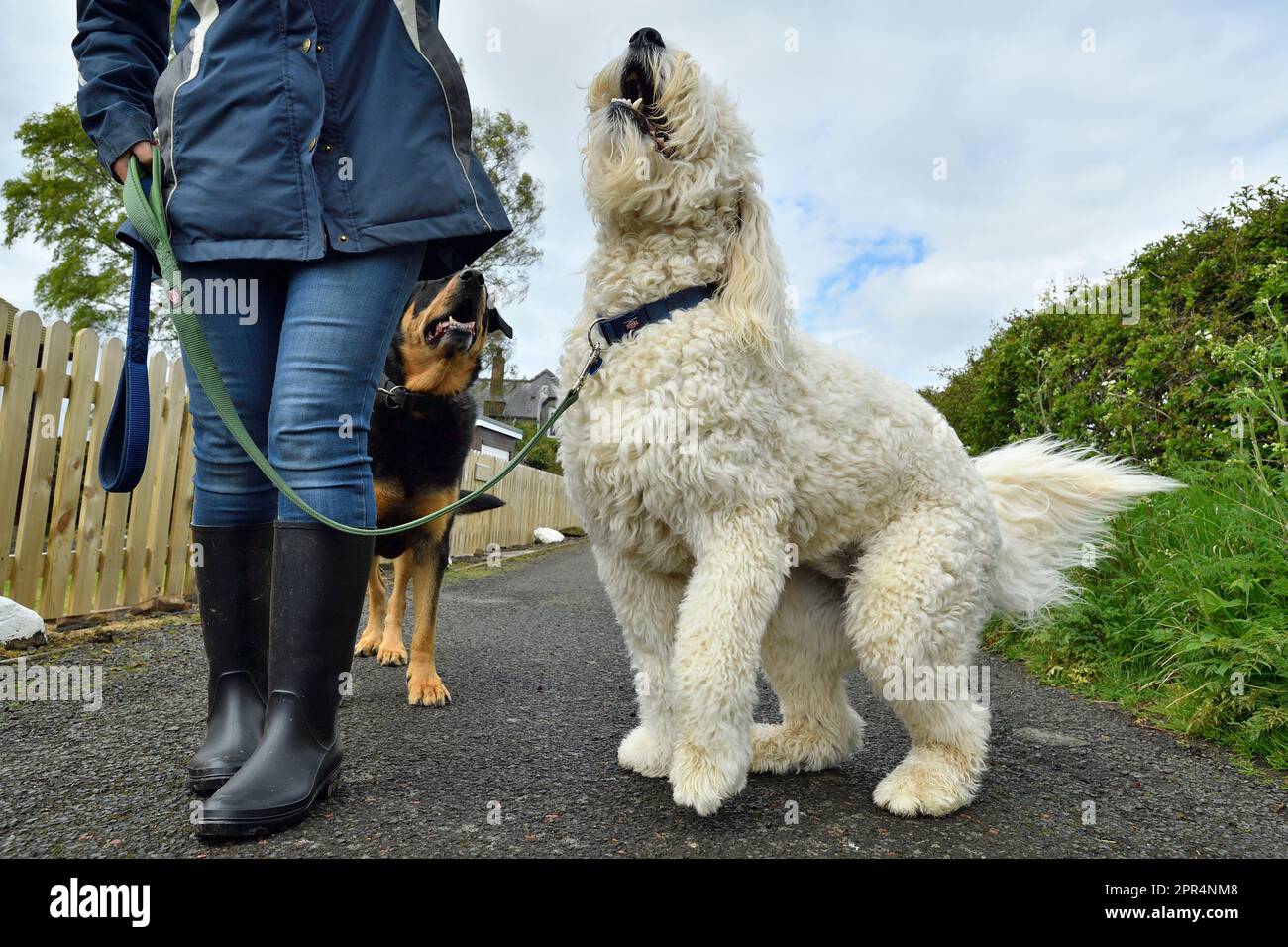 Golden Doodle seduto accanto al proprietario con un labrador x rottweiler in background; Berwickshire, Scozia Foto Stock