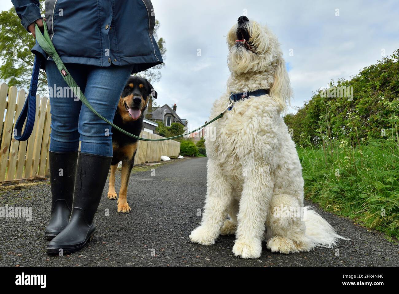 Golden Doodle seduto accanto al proprietario con un labrador x rottweiler in background; Berwickshire, Scozia Foto Stock