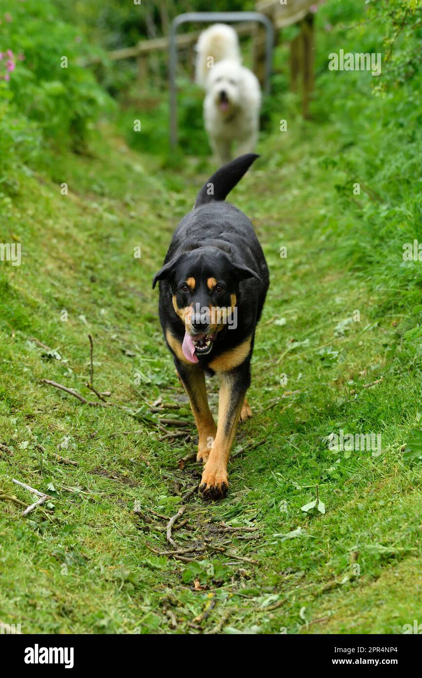 I cani familiari camminano tranquillamente fuori porta sul sentiero pedonale, Berwickshire, Scozia Foto Stock