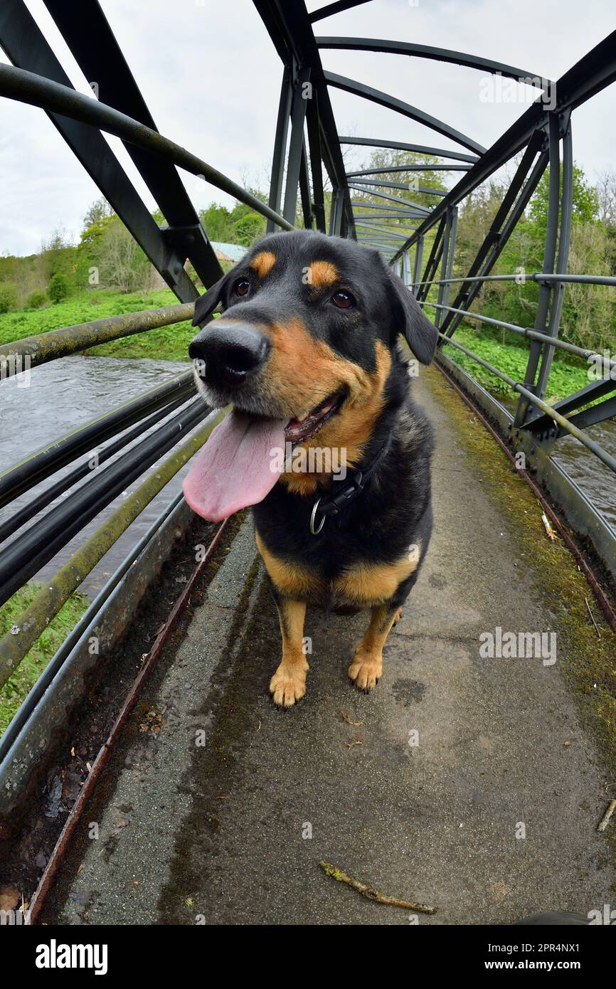Croce Labrador Rottweiler, sul ponte pedonale che attraversa il fiume Whiteadder, Berwickshire, Scozia Foto Stock