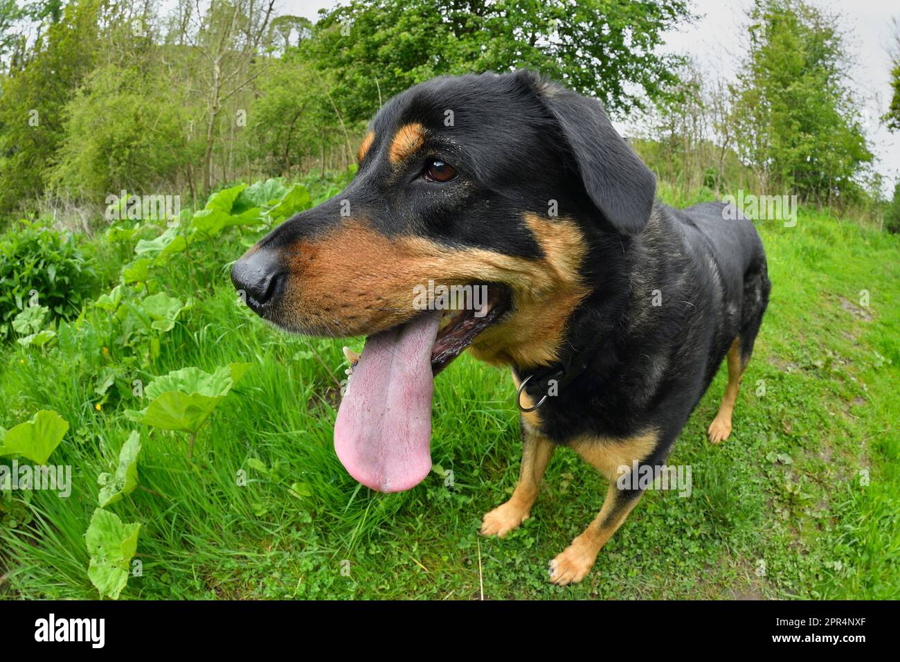 Labrador Rottweiler croce, pausa mentre fuori per camminare, Berwickshire, Scozia Foto Stock