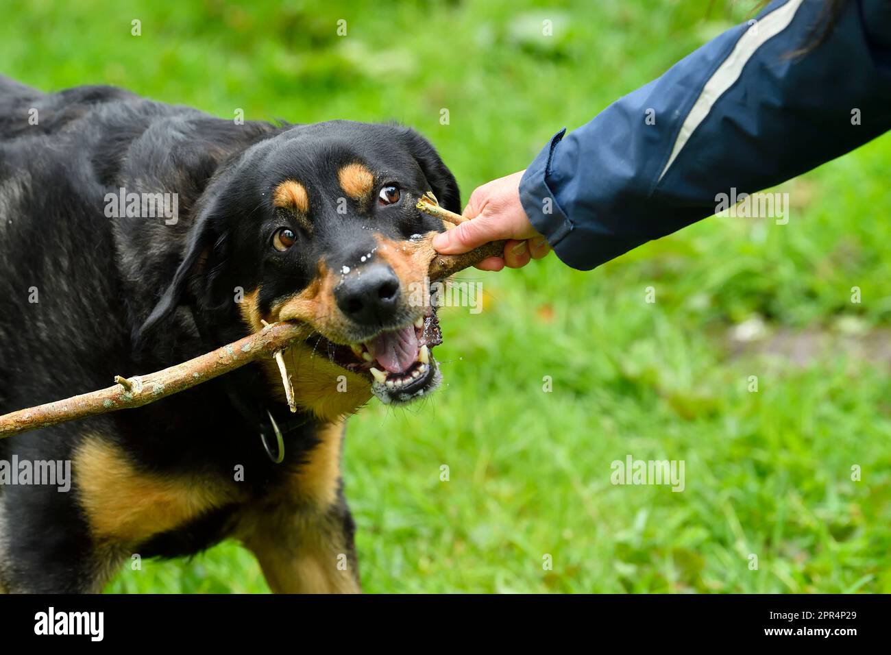 Labrador Rottweiler incrociano il gioco di tiro di guerra con il proprietario, Berwickshire, Scozia Foto Stock