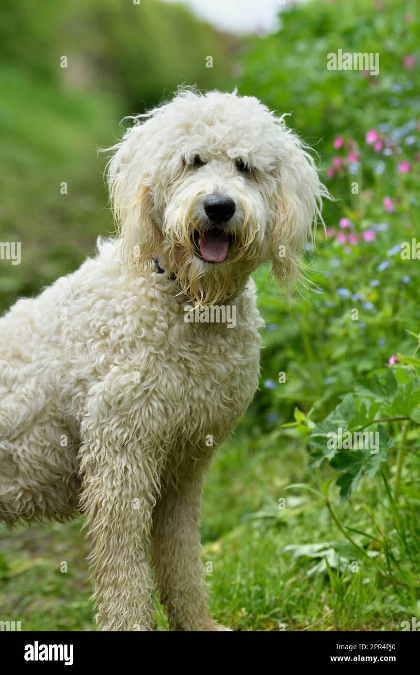 Golden Doodle (Golden Retiever x Standard Poodle), in attesa di comandi dal proprietario mentre fuori a piedi, Berwickshire, Scozia Foto Stock