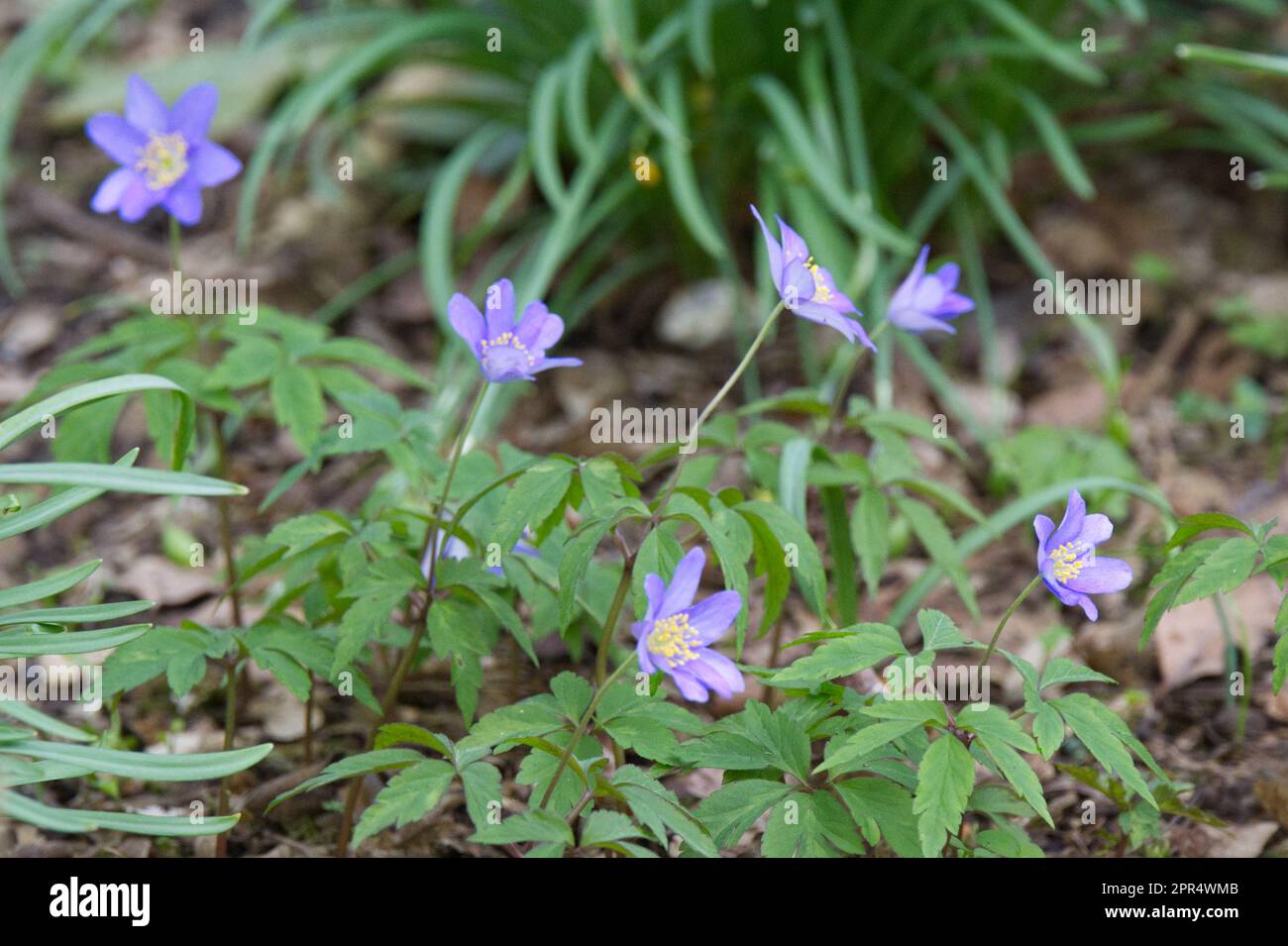 Teste di annuire e foglie di primavera ferny di legno anemone nemorosa Royal Blue nel giardino del Regno Unito aprile Foto Stock