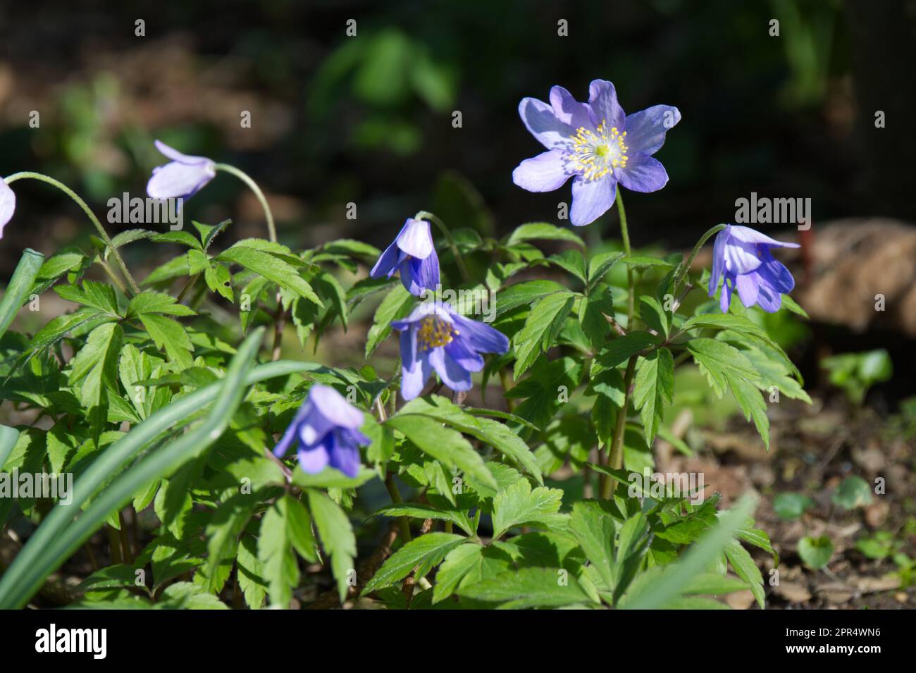Teste di annuire e foglie di primavera ferny di legno anemone nemorosa Royal Blue nel giardino del Regno Unito aprile Foto Stock