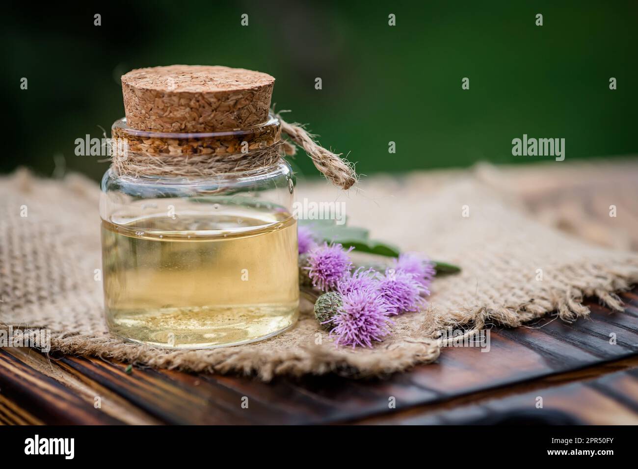 Cardo canadese, lattuga dal cardo inferno, cardo californiano, cardo di mais, cardo maledetto, cardo di campo, Cardo verde fiori freschi viola su un Foto Stock