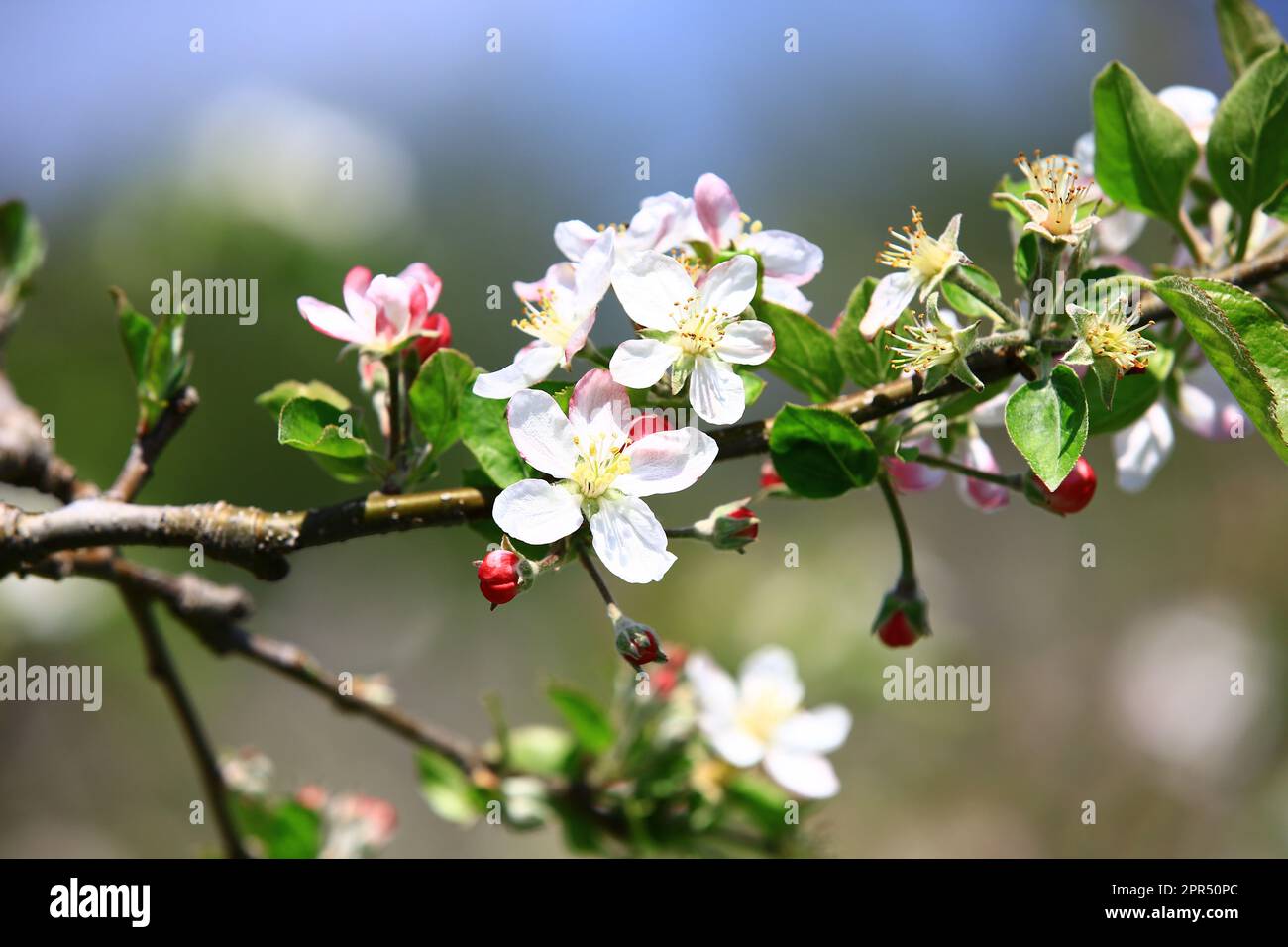 Fiori di mela con sfondo morbido, primo piano di bianco con fiori di mela rosa fiorire nella piantagione Foto Stock