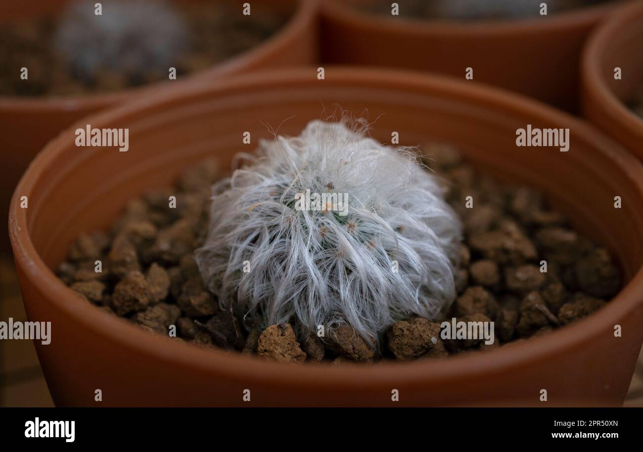 Mambillaria bocasana cv. La Multilanata è growin in una pentola marrone. La mambillaria bocasana ha steli morbidi e rotondi con peli bianchi. Foto Stock