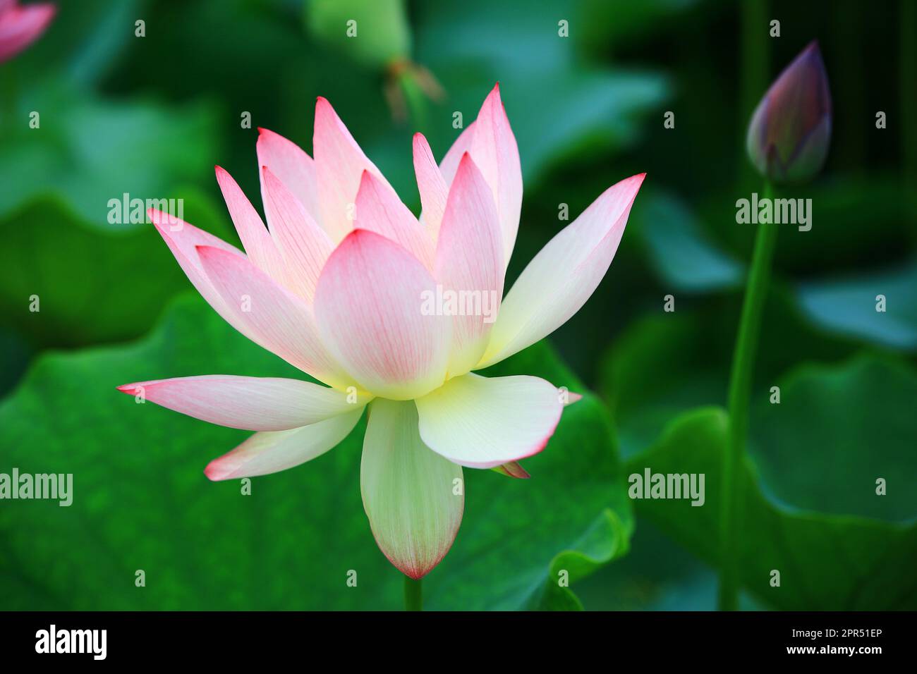 Fiore di loto e germoglio con foglie verdi, primo piano di bel rosa con fiore di loto bianco che fiorisce nello stagno Foto Stock