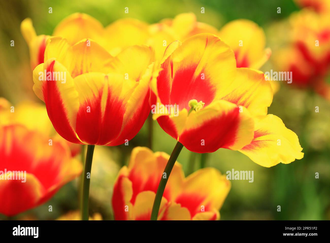 Fiori tulipani colorati in fiore, primo piano di bel rosso con fiori tulipani gialli in fiore nel giardino Foto Stock