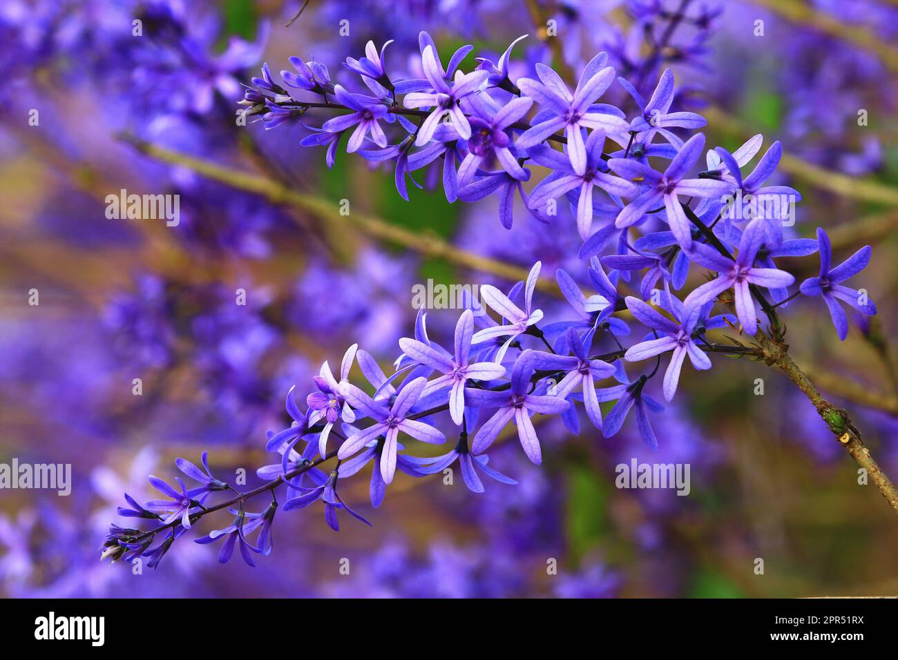 Regina Wreath o carta vetrata Vine o Purple Wreath o Bluebird Vine fiori Foto Stock
