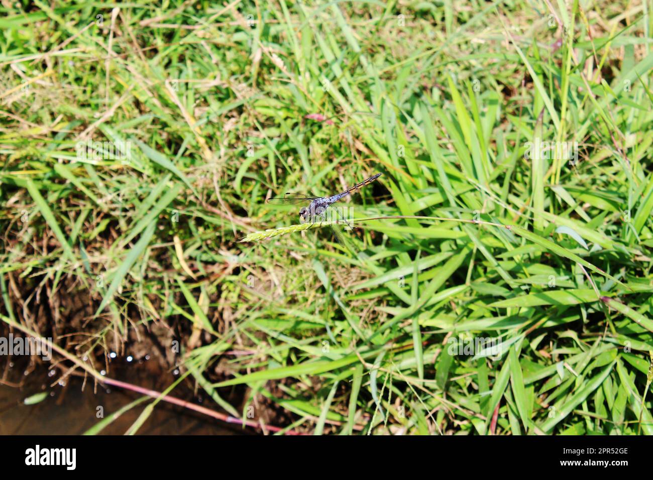 Bella libellula che riposa su verdi semi di erba frondosa in risaie, spesso chiamato Southern Hawker Foto Stock