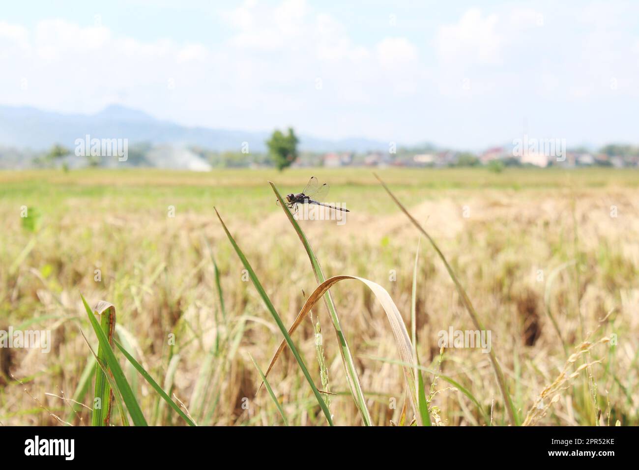La libellula verde (Aeshna cyanea) si trova sulla punta delle appassite foglie di risaia verde nelle risaie Foto Stock