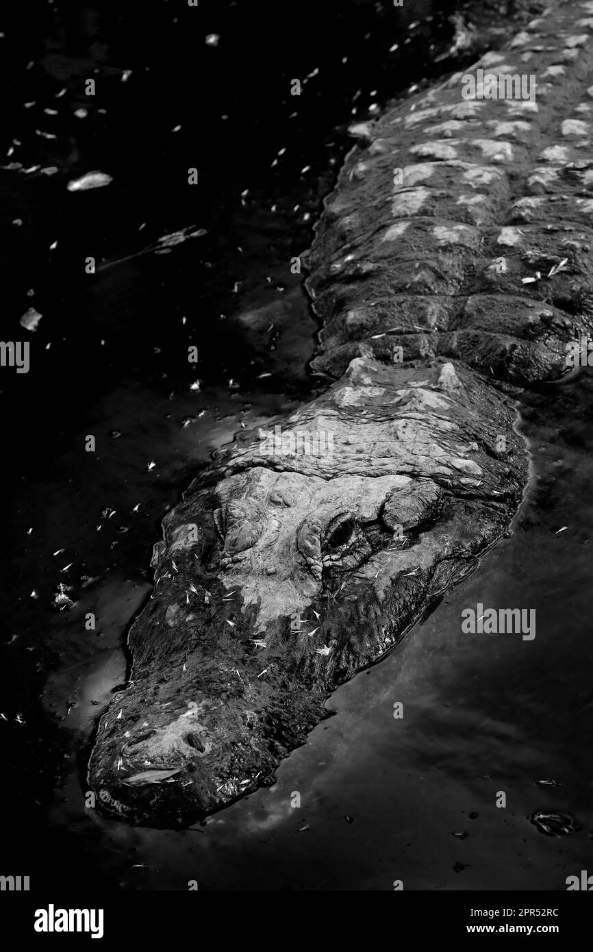Captive Alligators negli Stati Uniti per vedere con denti e mascelle potenti animali Foto Stock