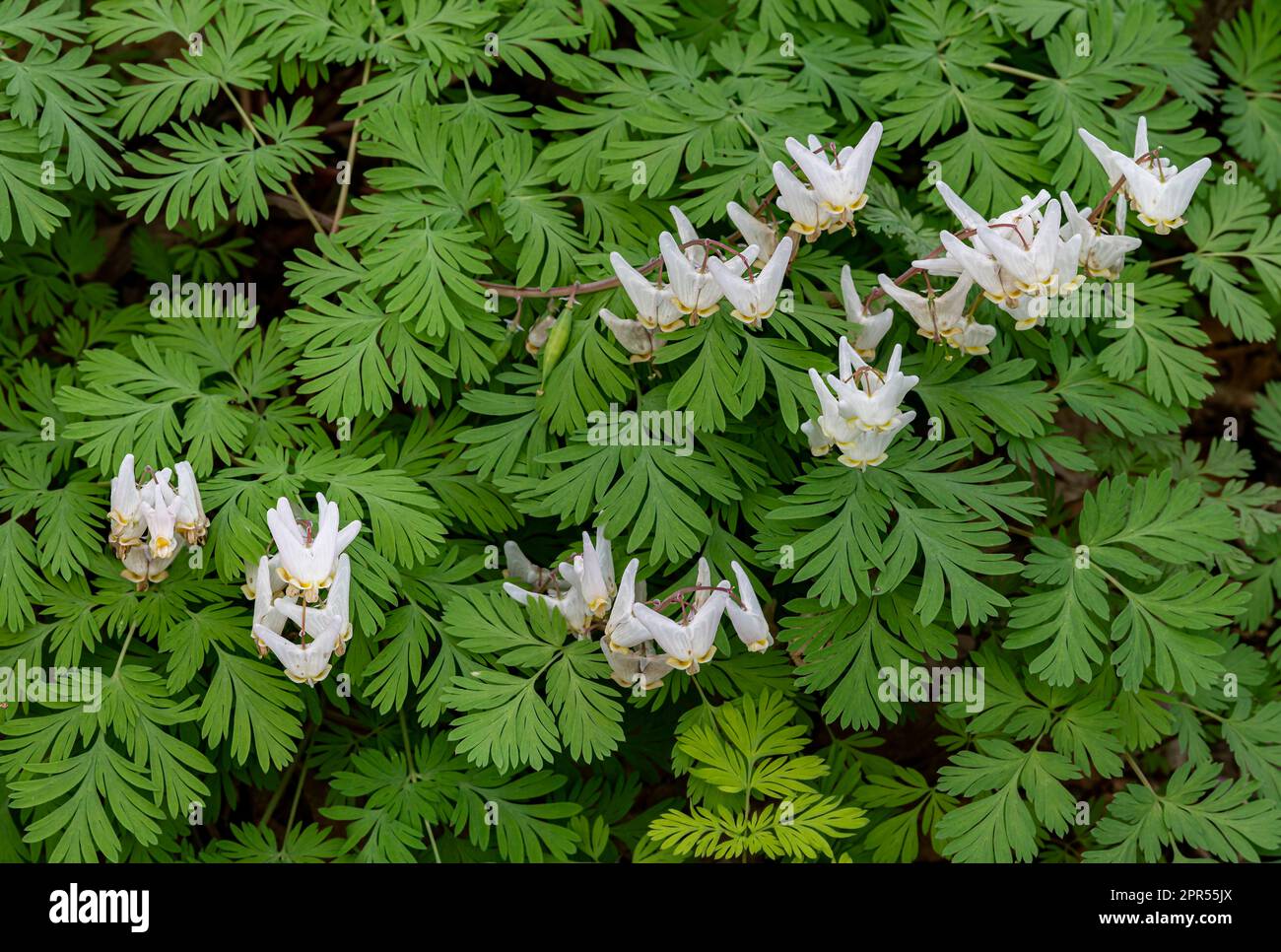 Le braghe di Dutchman (Dicentra cucullaria) sono una pianta erbacea perenne, originaria di ricchi boschi del Nord America orientale. Foresta di West DuPage Woods Pre Foto Stock