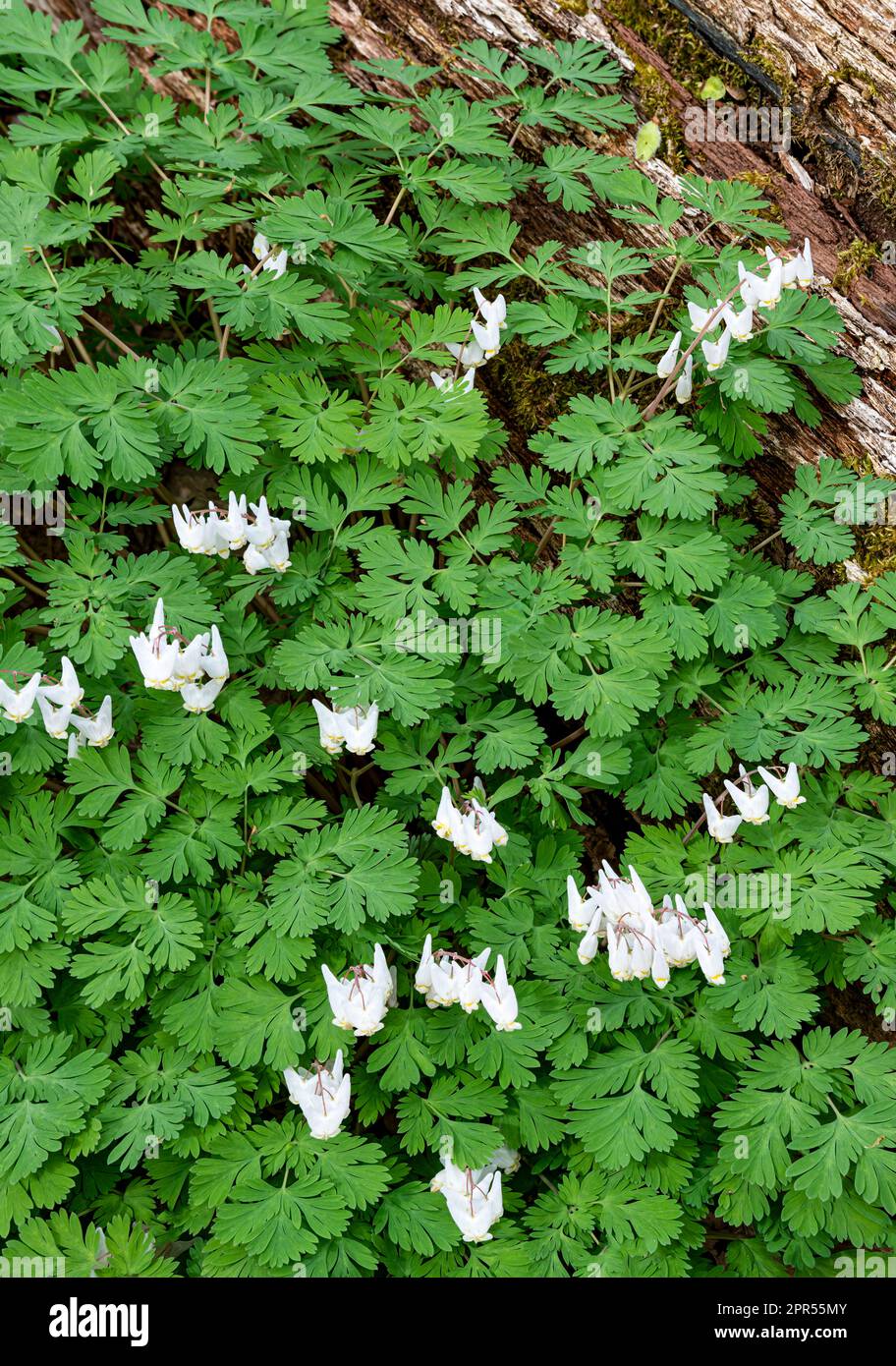 Le braghe di Dutchman (Dicentra cucullaria) sono una pianta erbacea perenne, originaria di ricchi boschi del Nord America orientale. Foresta di West DuPage Woods Pre Foto Stock