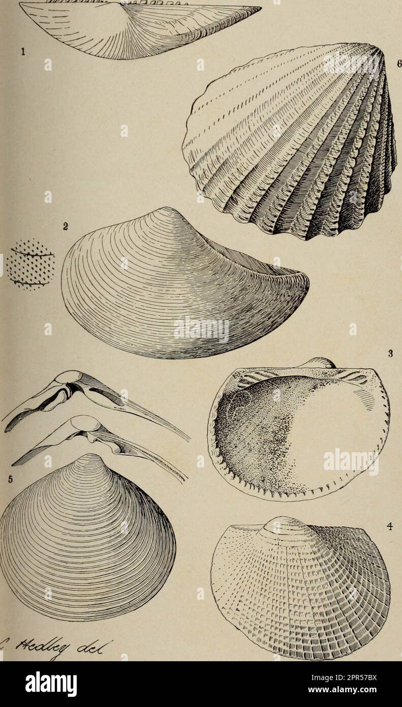 «Operazioni della Royal Society of New Zealand» (1905) Foto Stock