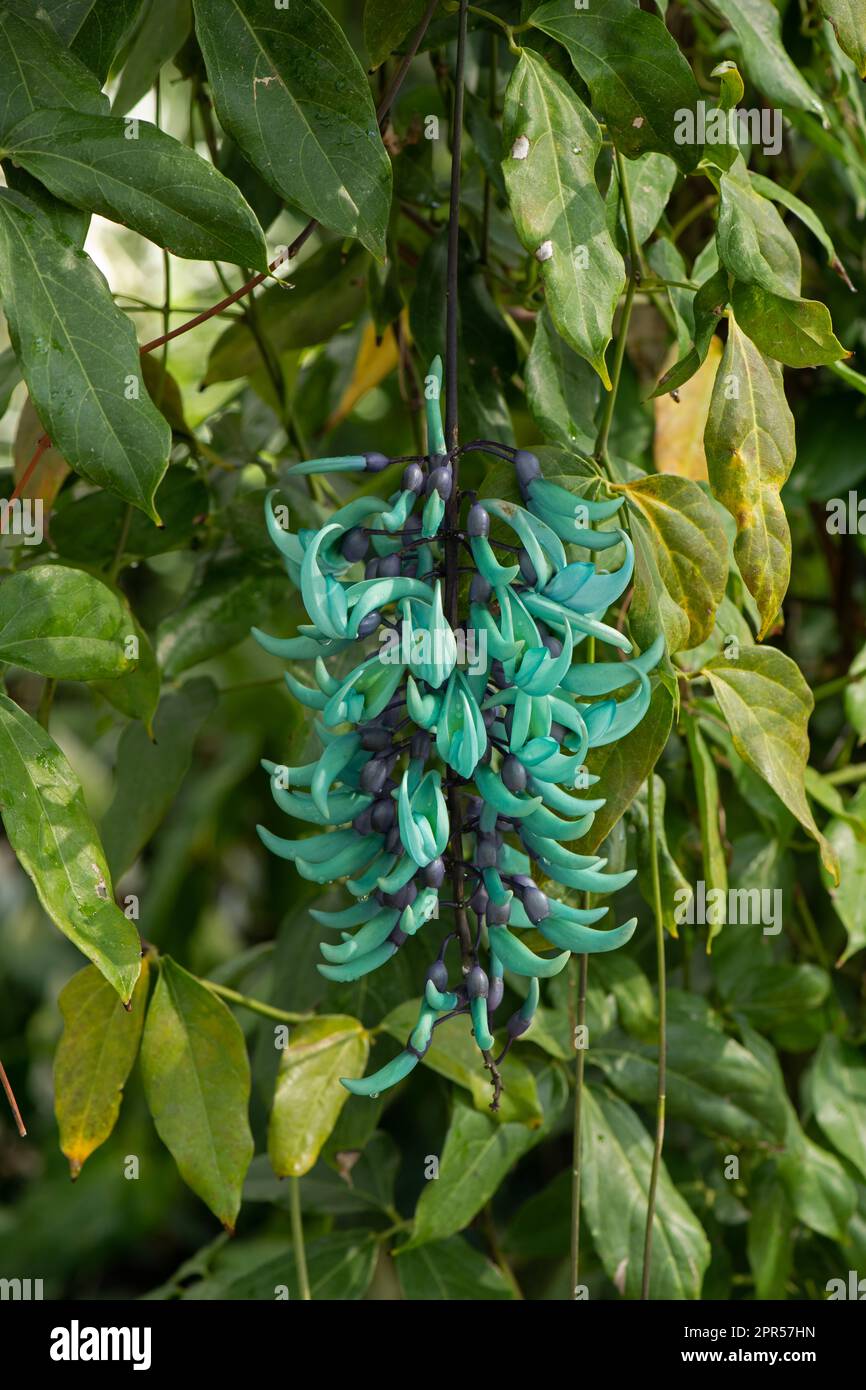 Jade Vine: Strongylodon macrobotrys. Giardino botanico, Surrey, Regno Unito Foto Stock