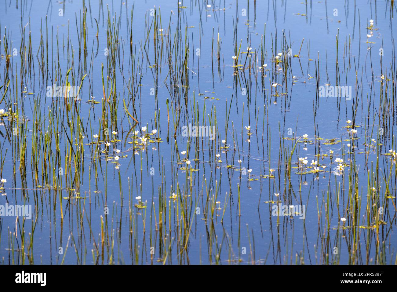 pequeñas flores en una laguna del Parque Natural de Los Barruecos, Cáceres, España Foto Stock