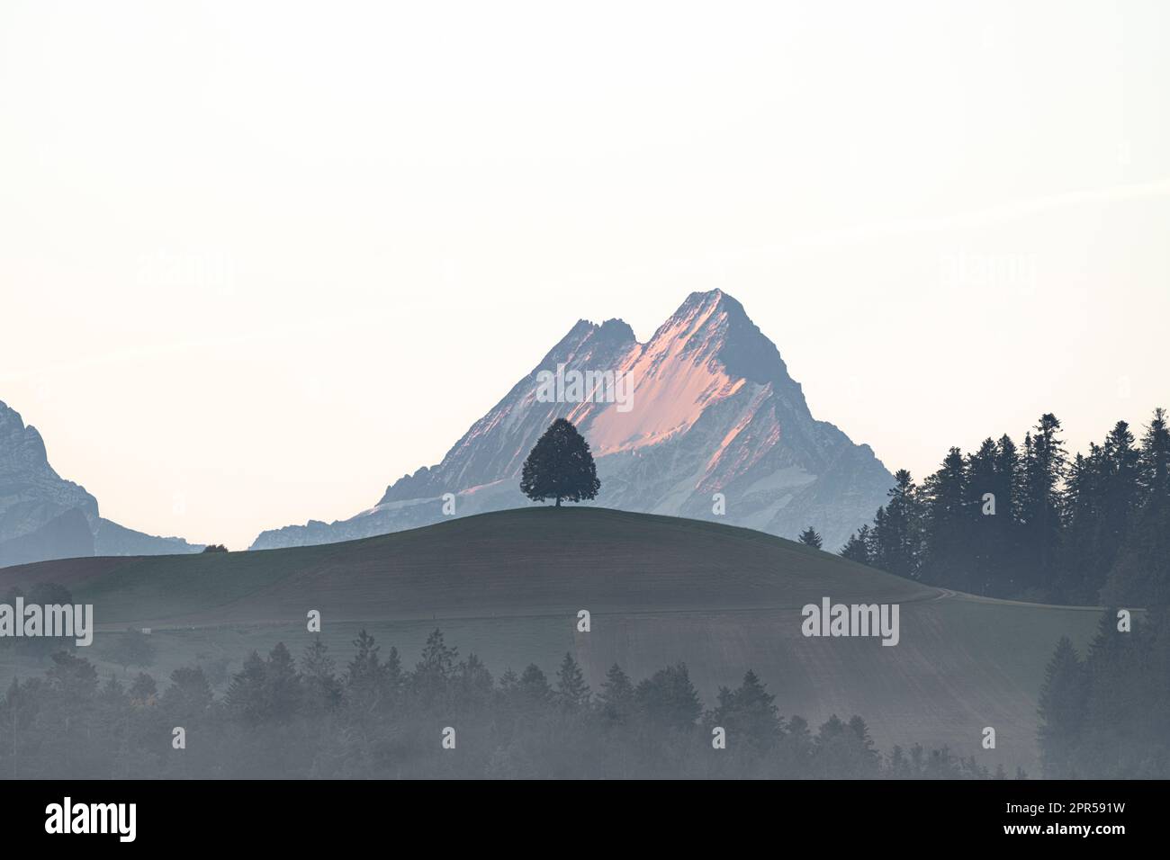 Nebbia autunnale su un albero solario in collina e picco Schreckhorn, Sumiswald, Emmental, cantone di Berna, Svizzera Foto Stock