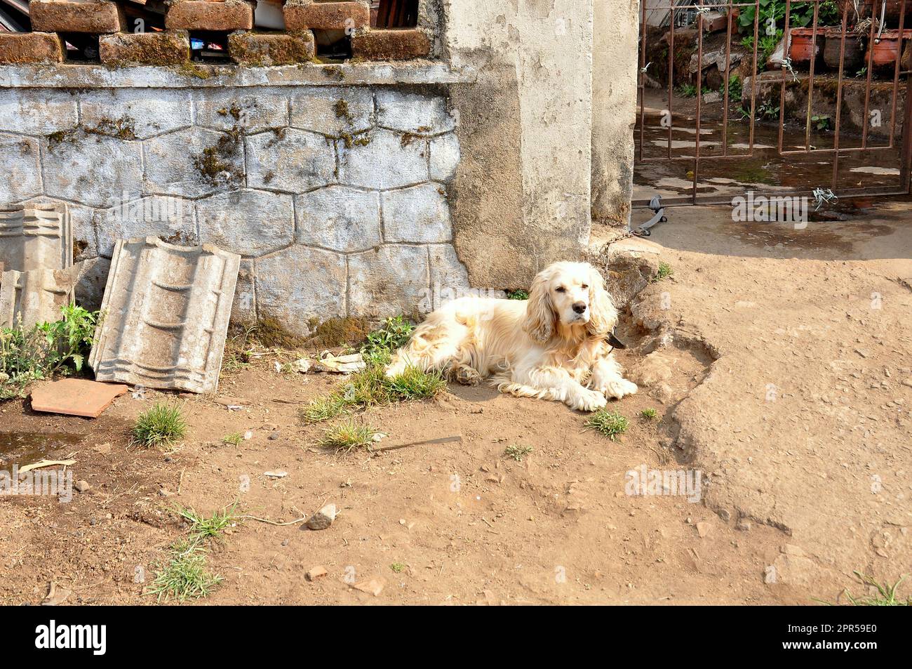 Miglior amico della vita 'CANE' Foto Stock