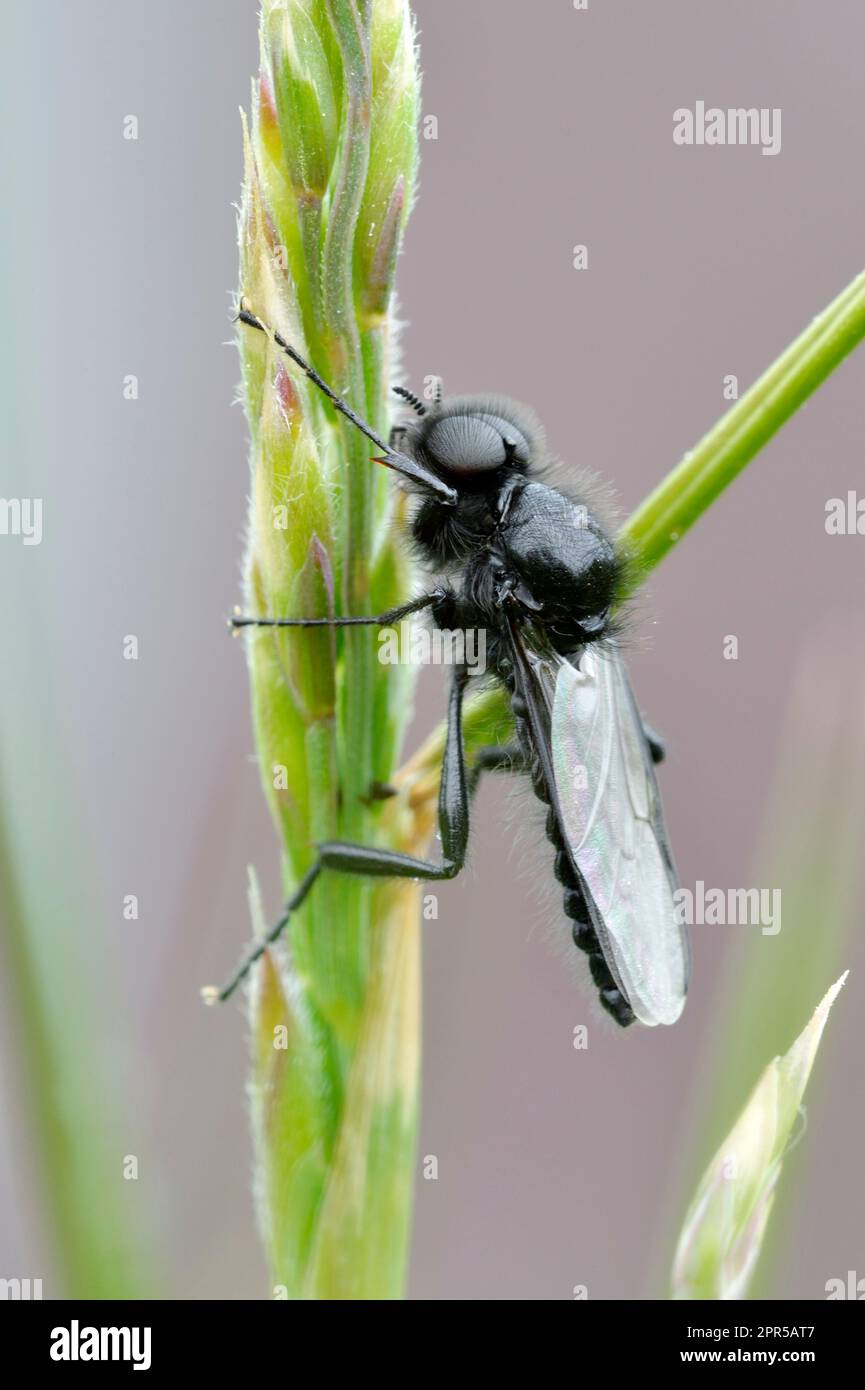 Volo di San Marco (Bibio marci) animale singolo che riposa sul fusto d'erba in condizioni climatiche fredde e nebbie, Berwickshire, Scottish Borders, Scozia, Giugno 2016 Foto Stock