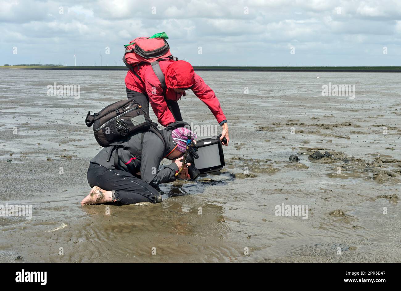 Fotografi della natura fotografando piccole creature nel fango di un fango pianeggiante con la bassa marea, Wadden Mare del Nord, Schleswig-Holstein, Germania Foto Stock