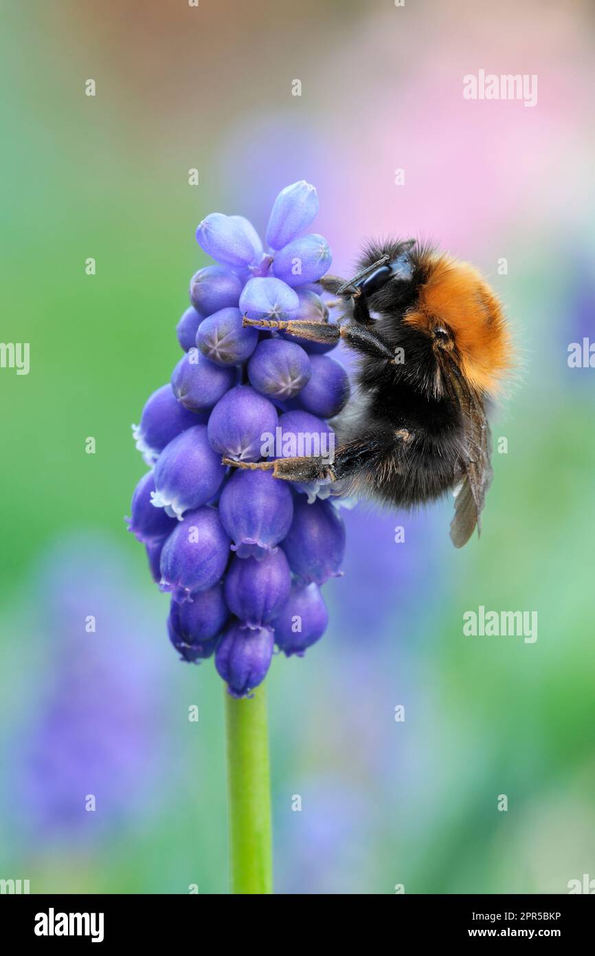 Albero Bumblebee (Bombus hypnorum) su giacinto di uva (Muscari armeniacum) in giardino, Berwickshire, Scottish Borders, Scozia, aprile 2021 Foto Stock