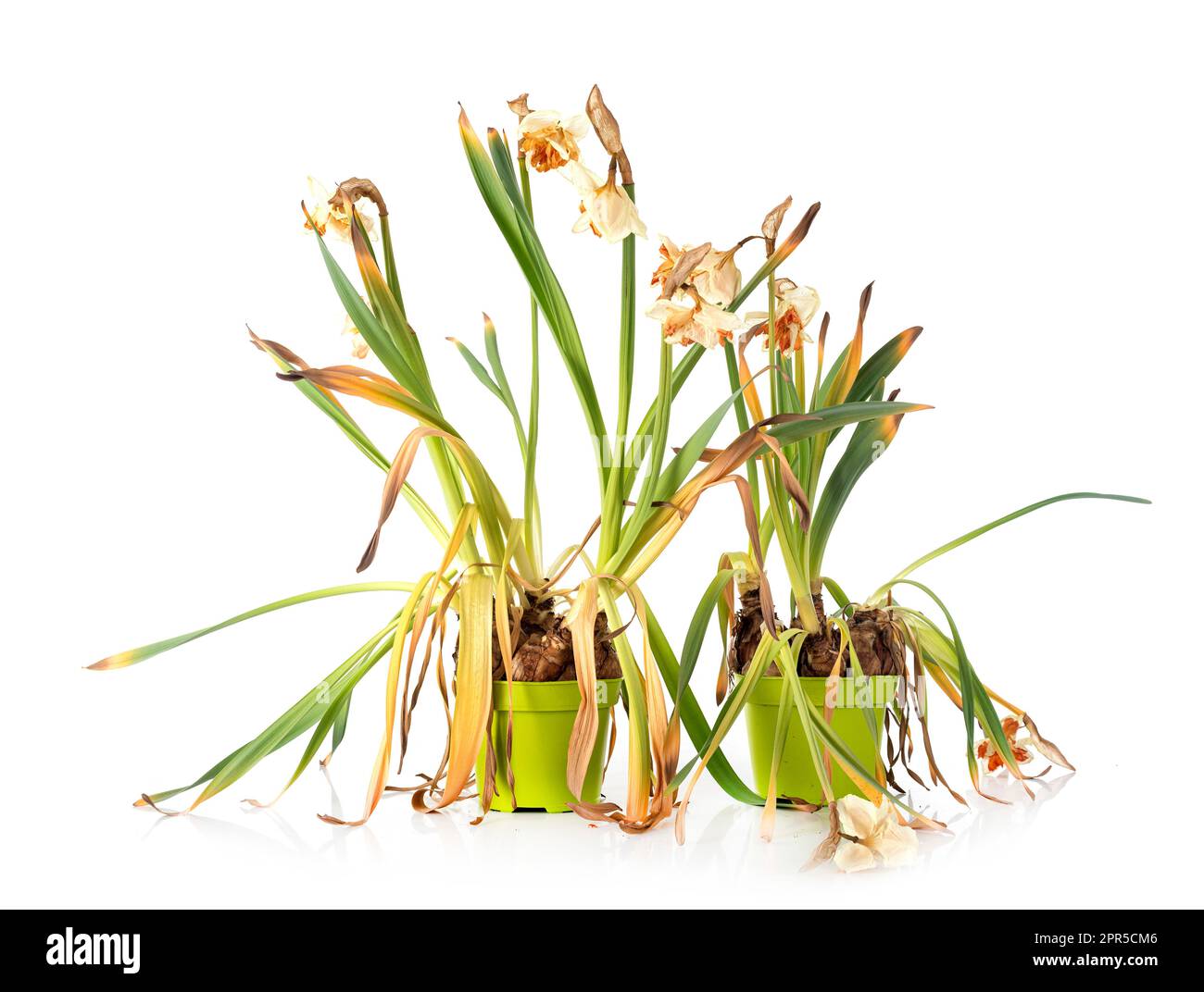 dissolvenza vecchie piante narciso di fronte a sfondo bianco Foto Stock