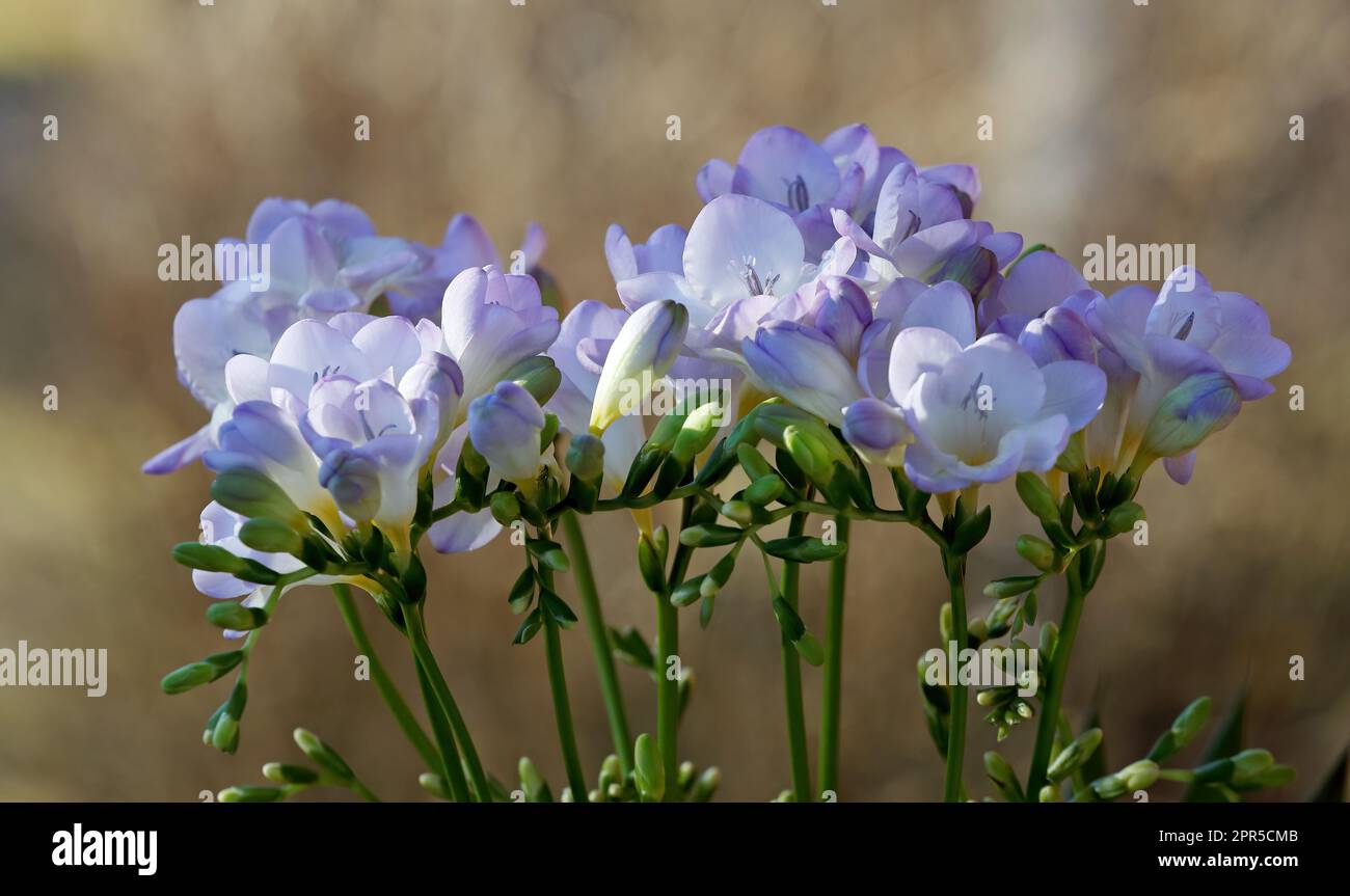 Pacchetto di fiori viola freesia con boccioli Foto Stock